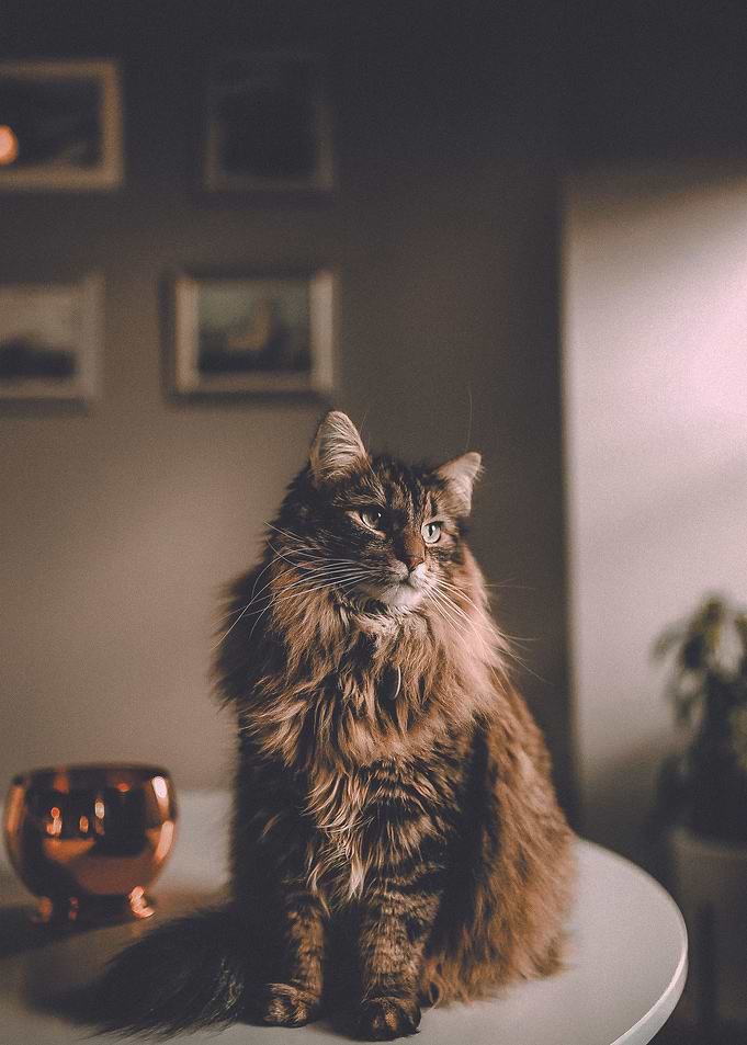 Home Cat