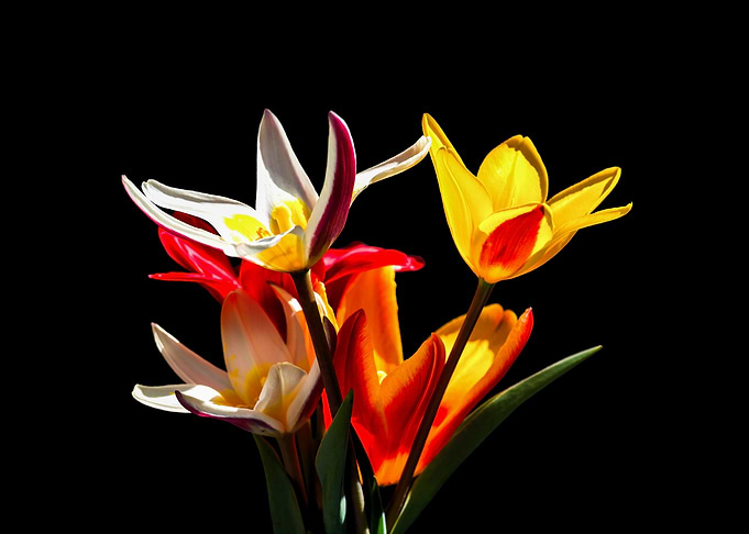 Tulip Flowers On Black