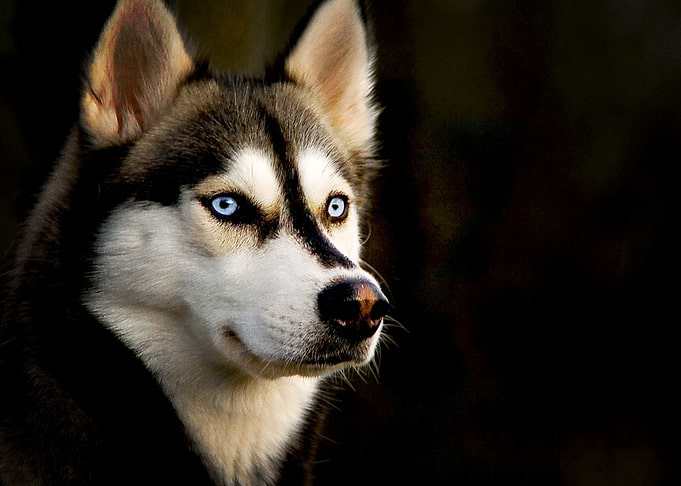 Siberian Husky Dogs Dog