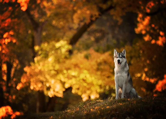 Husky Dogs Dog Pet Depth