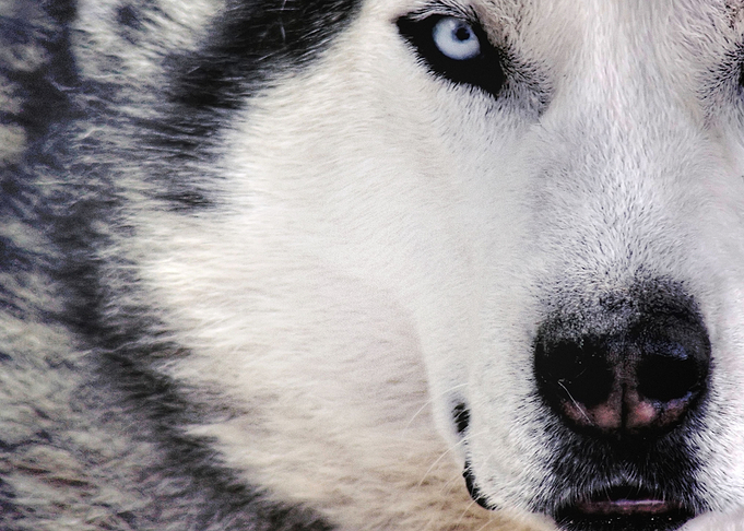 Husky Dogs CloseUp B