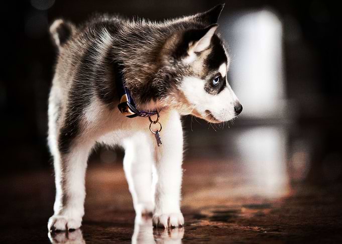 Husky Dogs