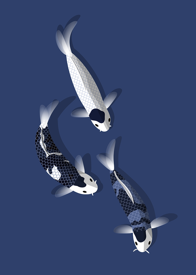 Duotone Koi