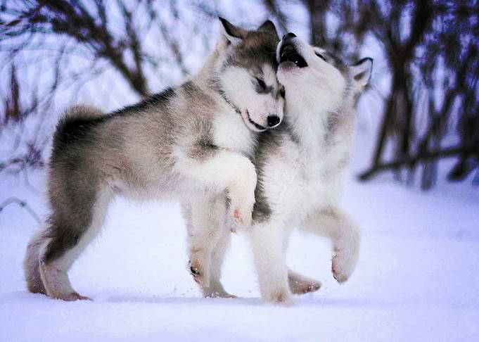 Husky Dogs Siberian Husky