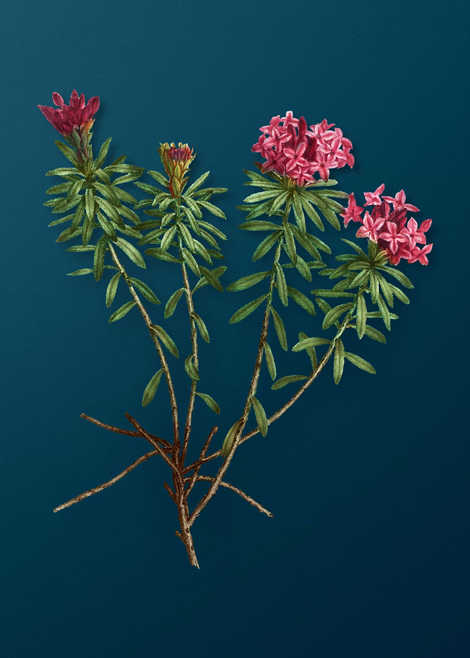 Vintage Flowers on Teal