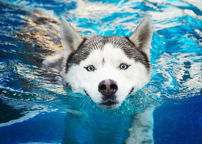 Husky Dogs