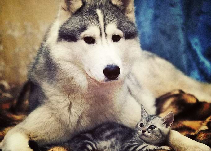 Husky Dogs Dog