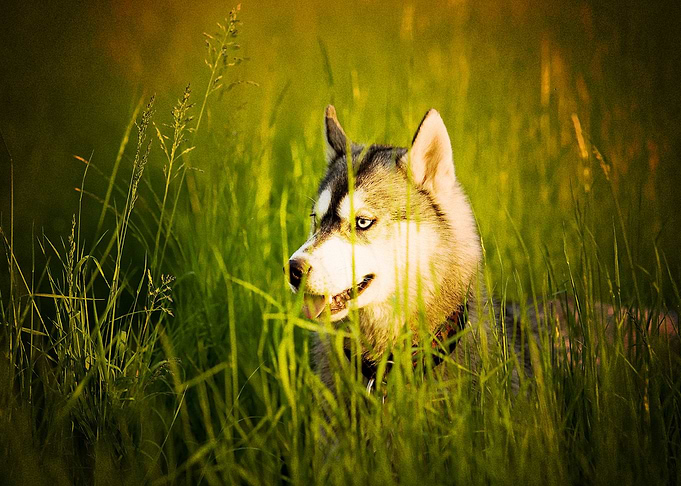 Husky Dogs