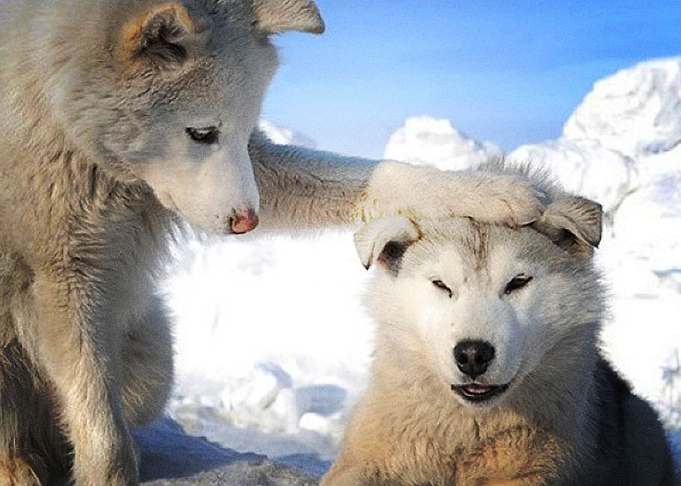 Puppy Dogs Dog Husky Ador