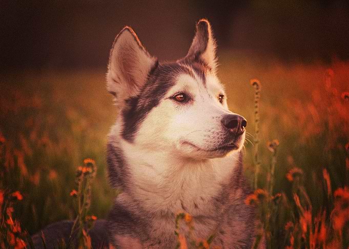 Husky Dogs Dog
