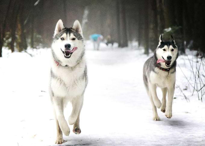 Husky Dogs