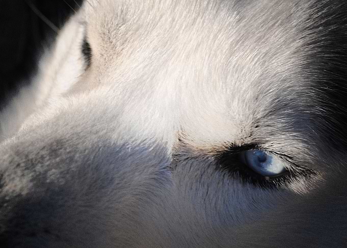Husky Dogs Dog