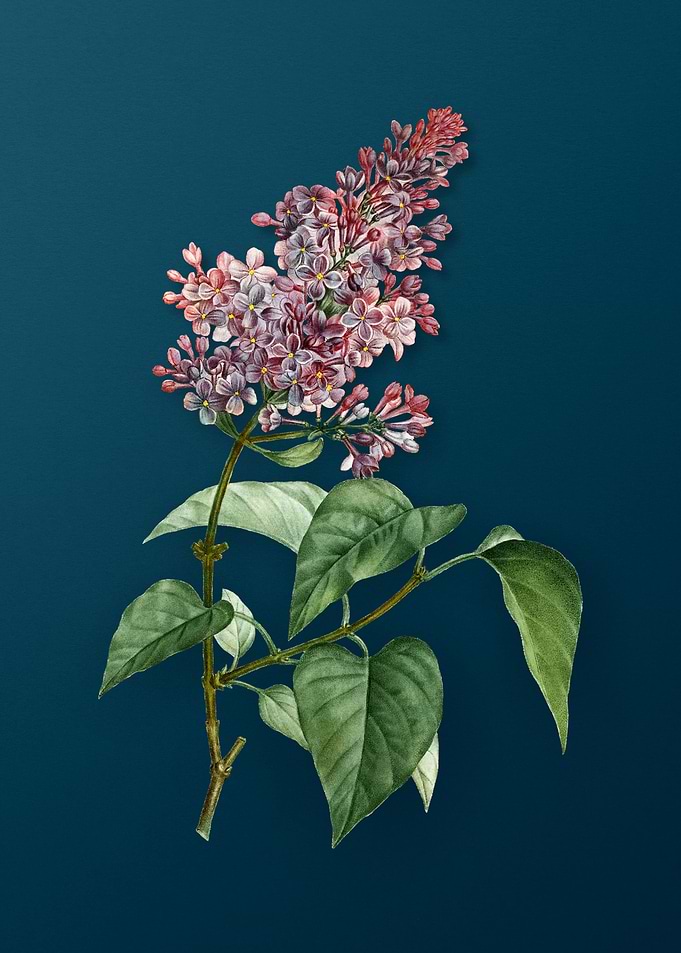 Vintage Flowers on Teal