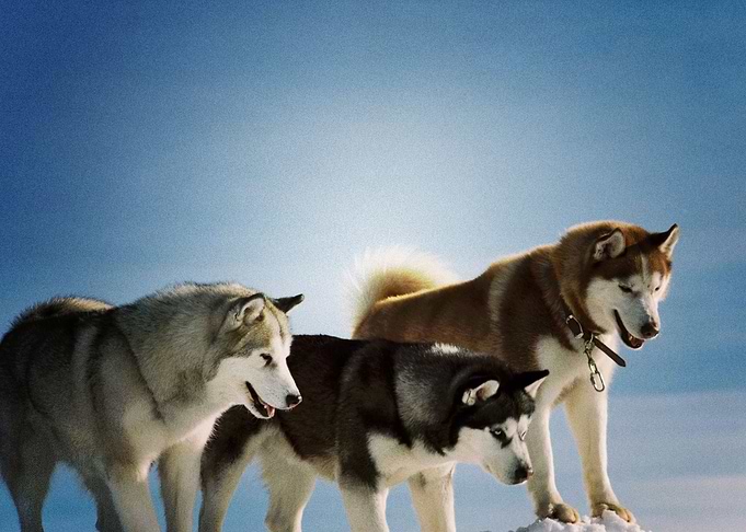 Husky Dogs Dog