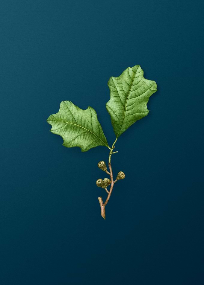 Vintage Botanicals on Teal