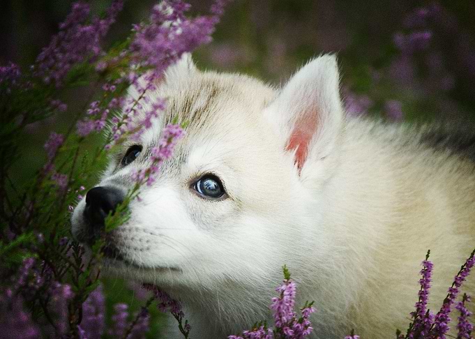 Husky Dogs Puppy Cute Dog