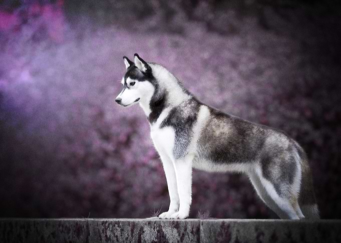 Husky Dogs Dog Pet Depth