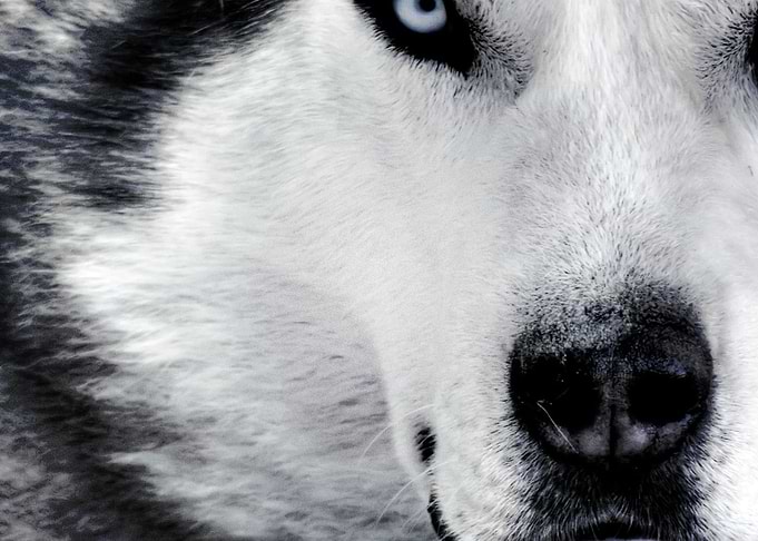 Husky Dogs