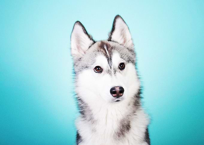 Husky Dogs