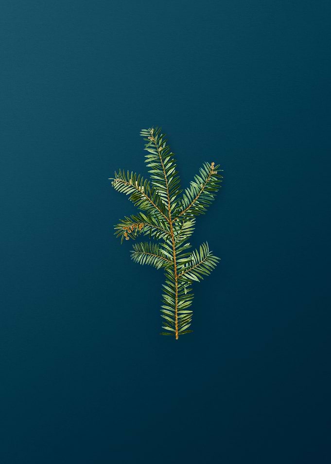 Vintage Botanicals on Teal