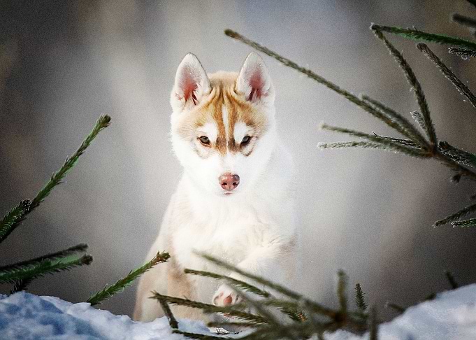 Husky Dogs Dog Pet Baby
