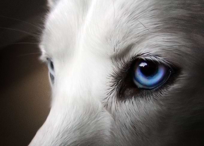 Husky Dogs