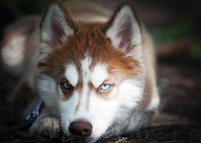 Husky Dogs Siberian Husky