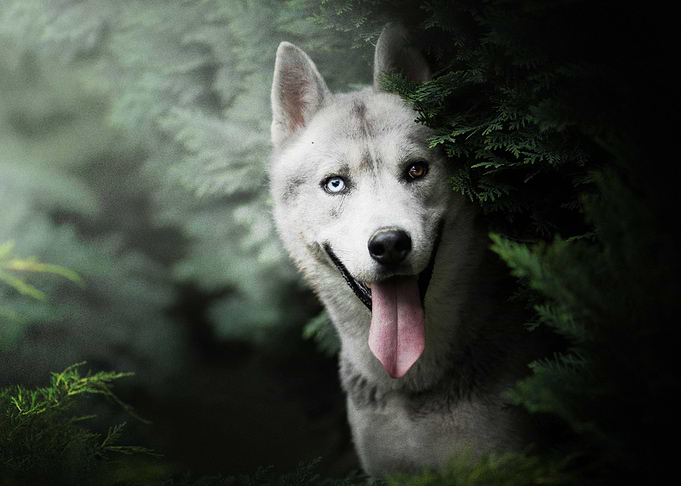 Husky Dogs Dog Pet Muzzle