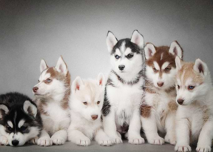 Husky Dogs