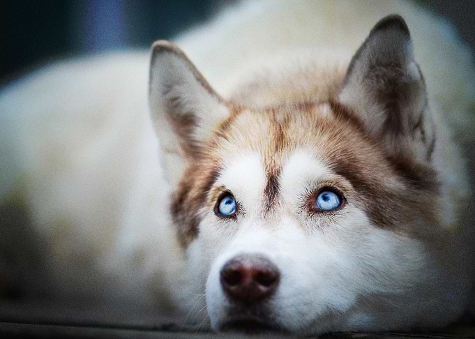 Siberian Husky Dogs Husky