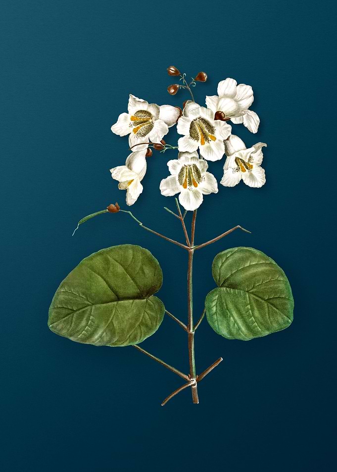 Vintage Botanicals on Teal