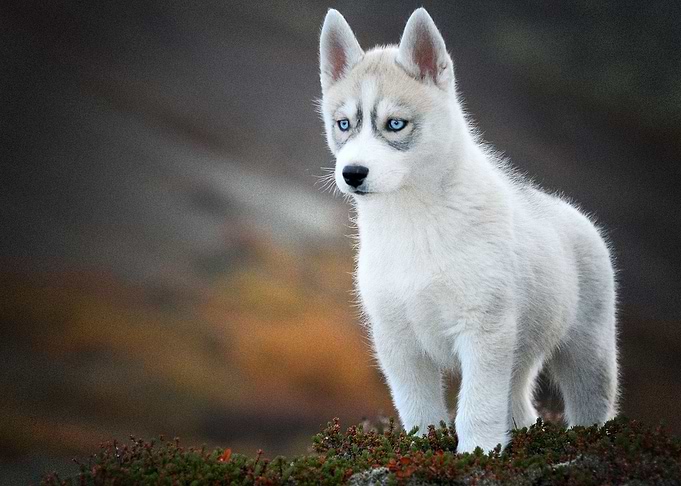 Husky Dogs