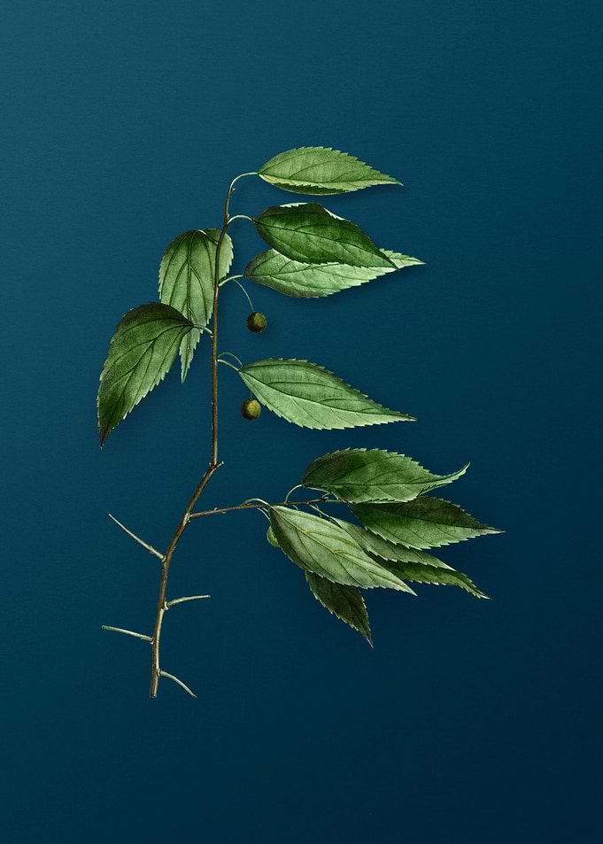 Vintage Botanicals on Teal