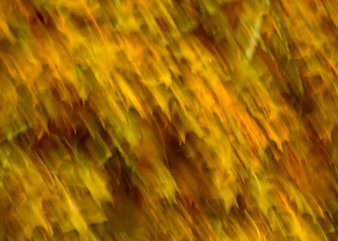 Leaves blowing in the wind