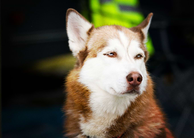 Husky Dogs Dog