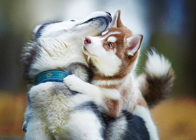 Husky Dogs Dog Hug Love C