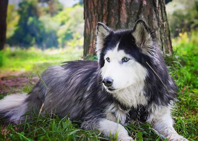 Husky Dogs