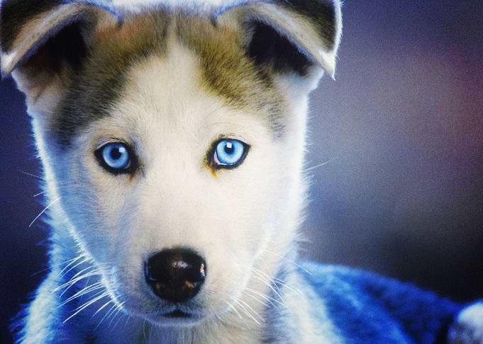 Husky Dogs