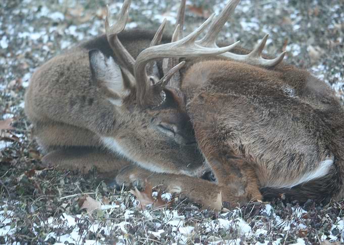 Tired buck