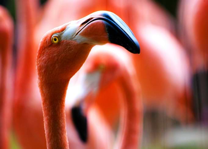 Red flamingo