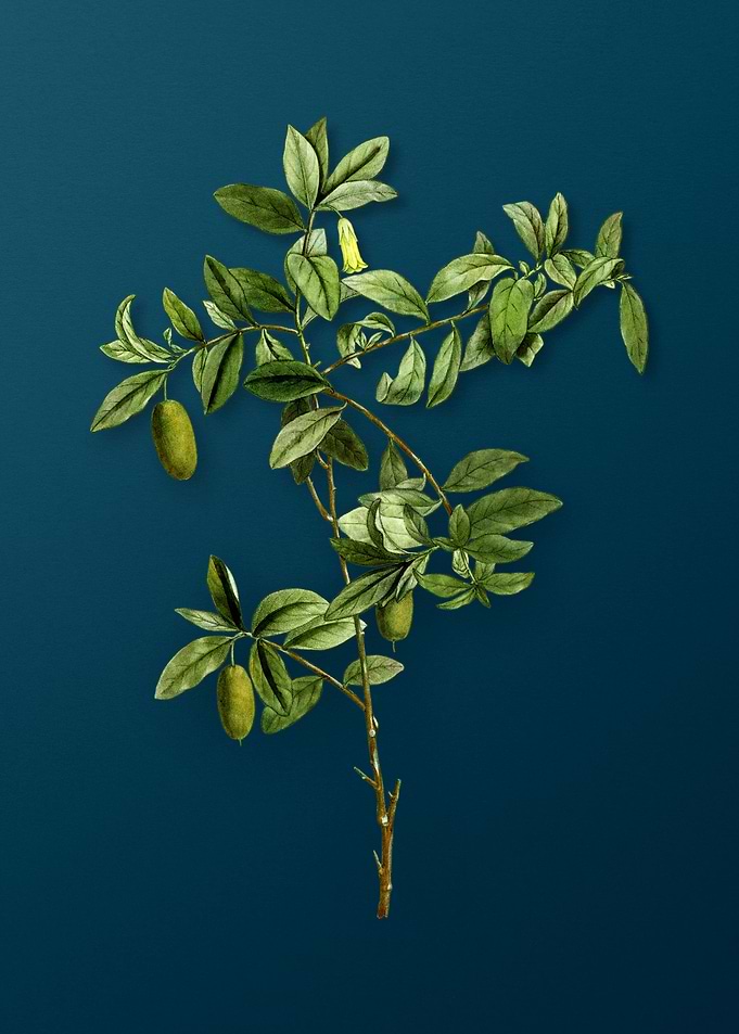 Vintage Botanicals on Teal