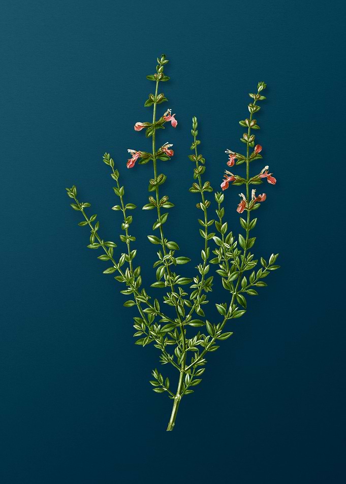 Vintage Botanicals on Teal