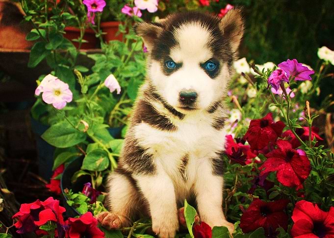 Husky Dogs