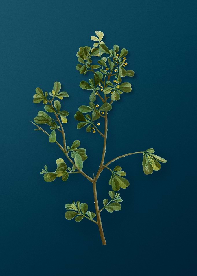 Vintage Botanicals on Teal