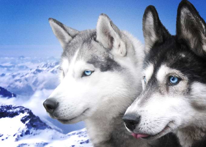 Husky Dogs