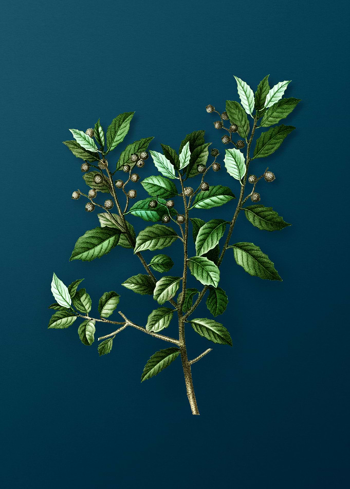 Vintage Botanicals on Teal
