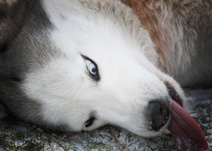 Husky Dogs