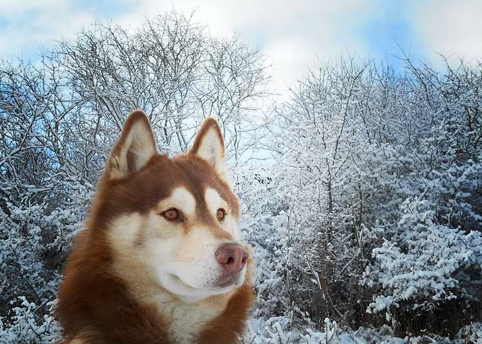 Siberian Husky Dogs Husky