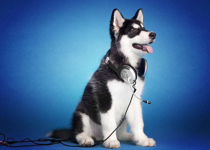 Husky Dogs