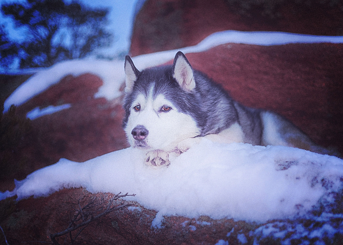 Husky Dogs Dog Pet Snow R